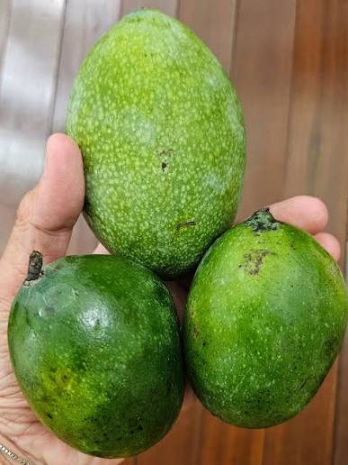 Mangga lali jiwo yang banyak di pelataran rumah (Dewi Ratna Sari).